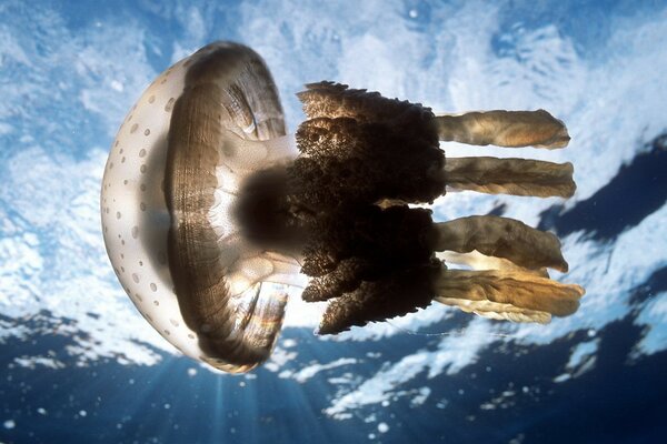 Hermosa Medusa en el agua desde las profundidades