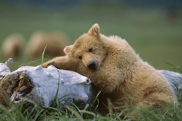 Piccolo orsacchiotto che riposa su un albero