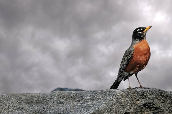 L uccello si siede sulla pietra ammirando le nuvole