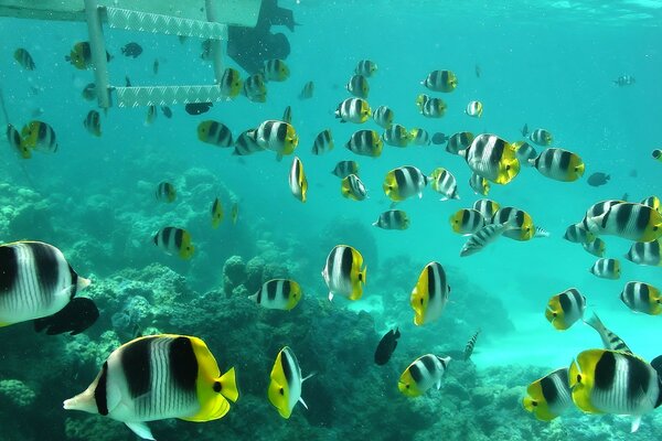 Peces brillantes en el fondo de los corales