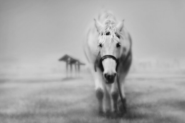 A lonely white horse in the fog