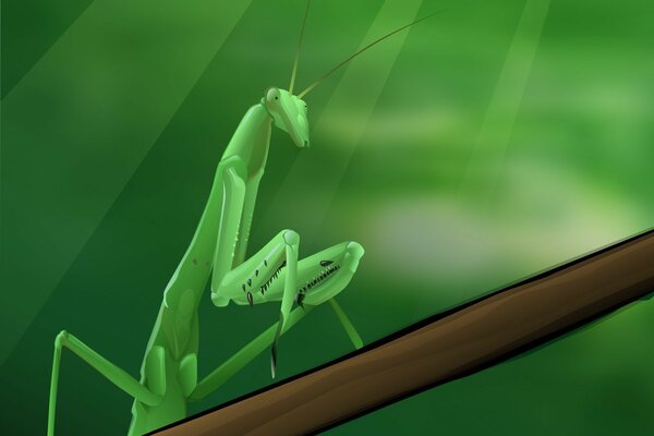 A green mantis sits on a branch
