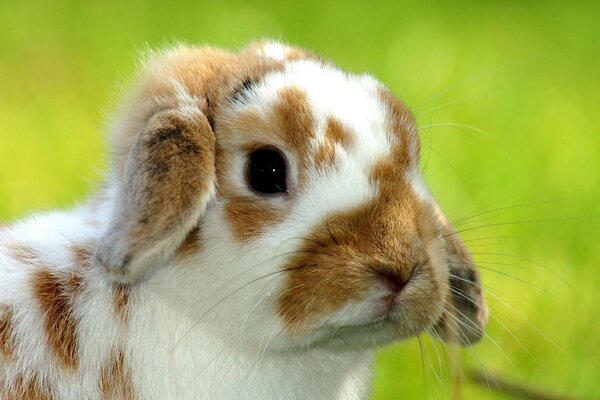 Fluffy lop-eared rabbit looks thoughtfully