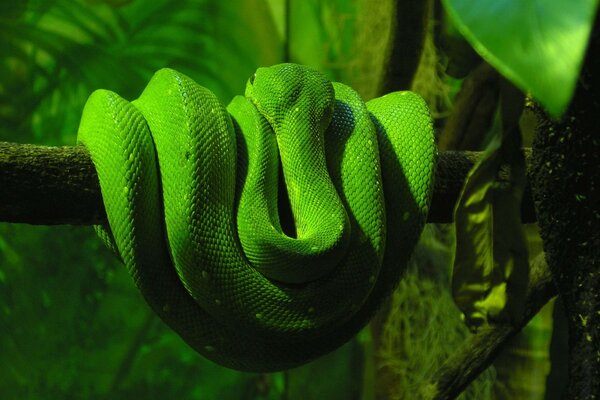 A green snake is lying on a tree