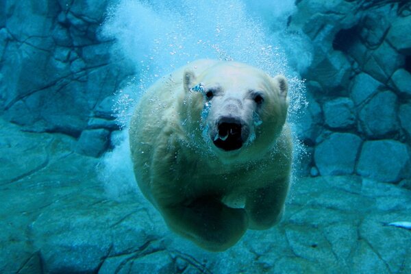 Eisbär schwimmt unter Wasser