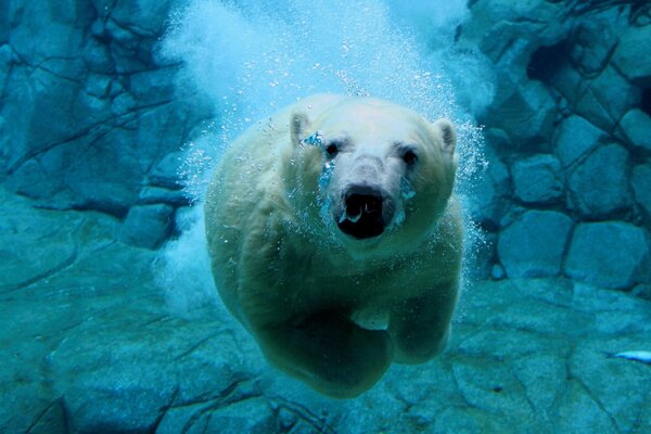 Белый медведь плывёт под водой