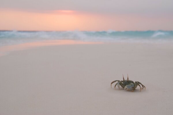 Crabe marche sur la plage du soir