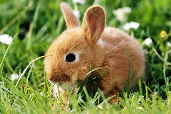 Le petit lapin première promenade