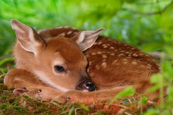Bambi the fawn hides in the grass