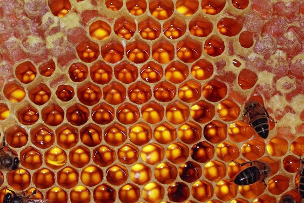 Bees in a honeycomb sweet honey