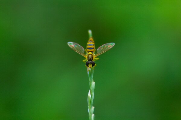 Fotografia di un ape in avvicinamento