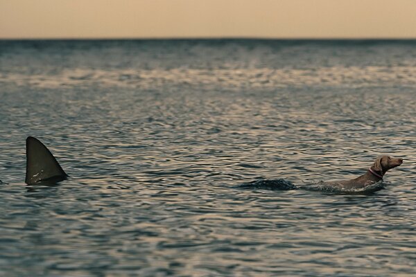 Shark hunting dog in the sea
