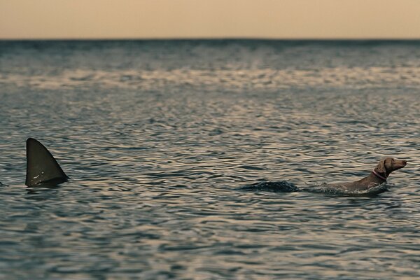 Tiburón caza perro en el mar