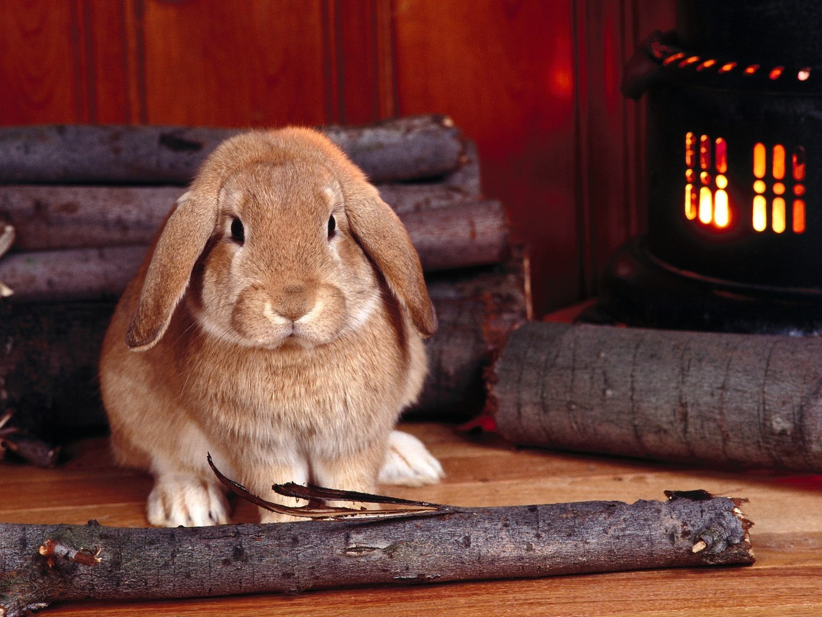 lapin blond bois de chauffage poêle