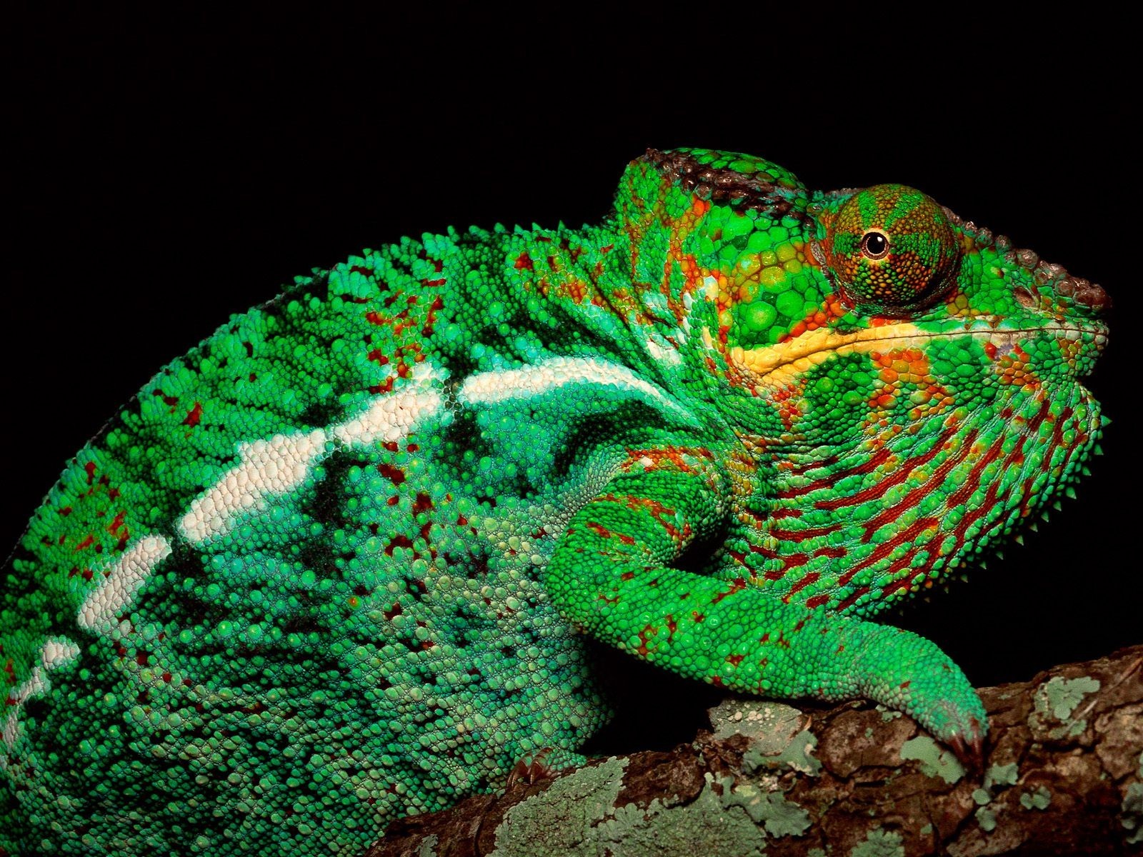 arbre caméléon vue vert