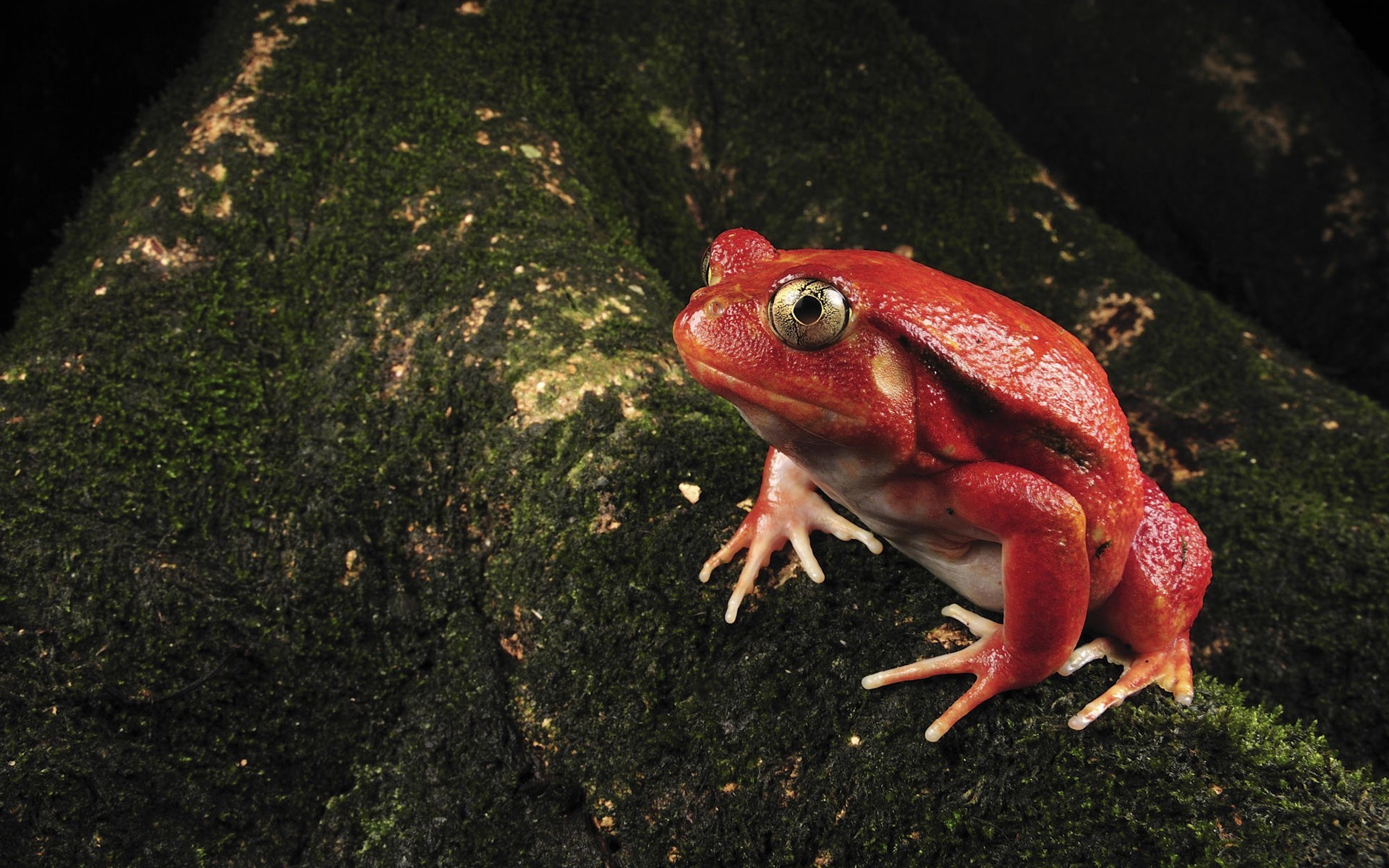 grenouille rouge mousse