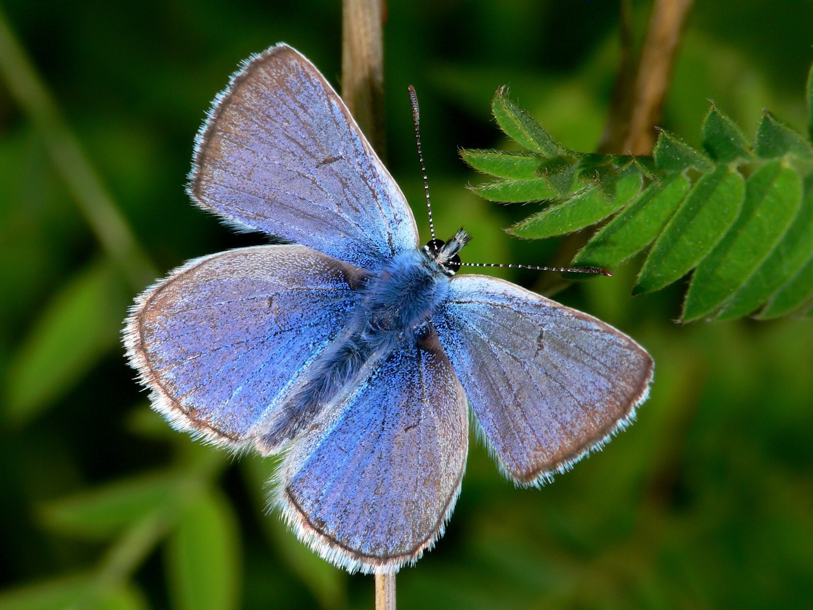 mariposa verde azul