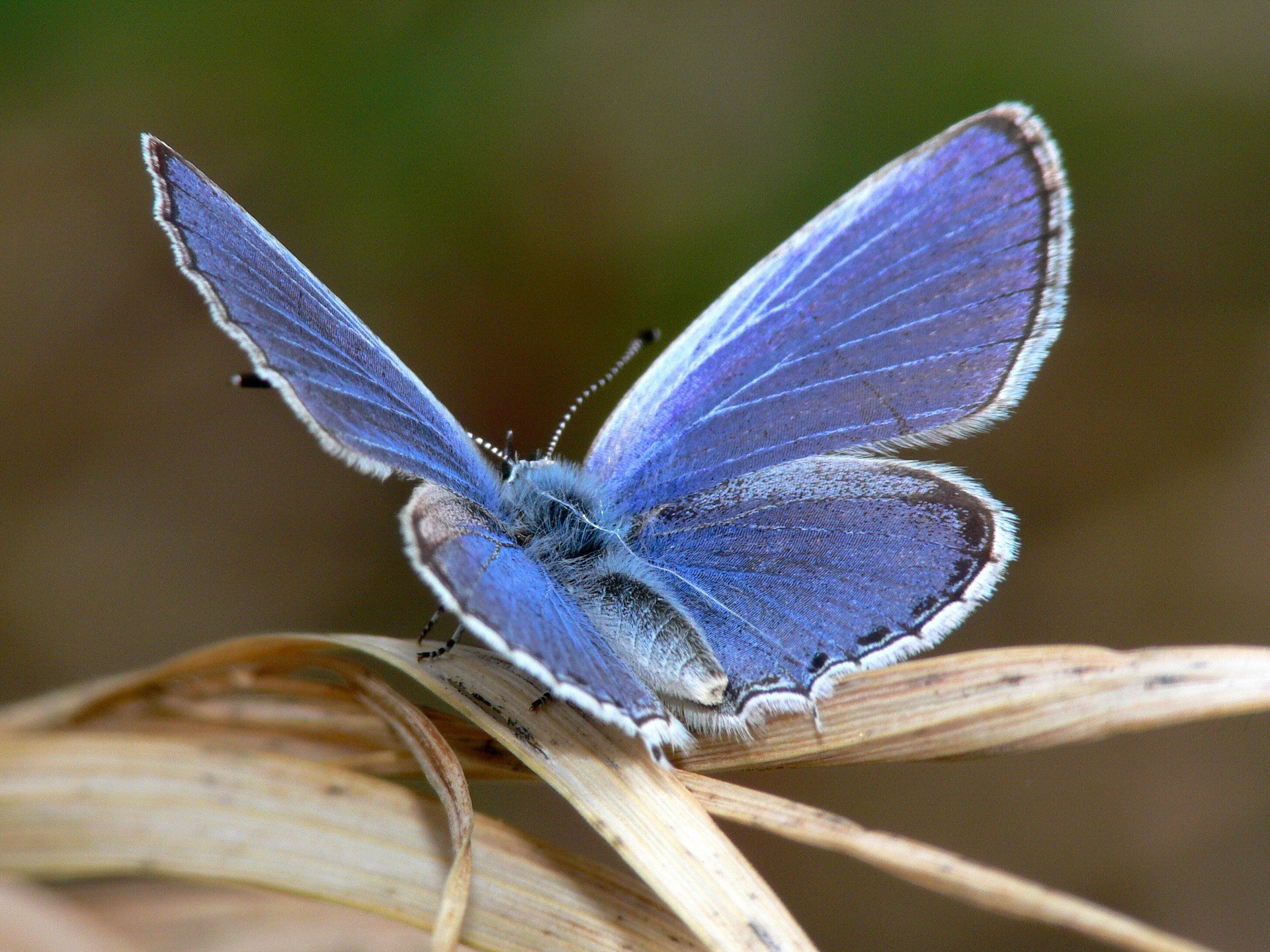 schmetterling blatt blau