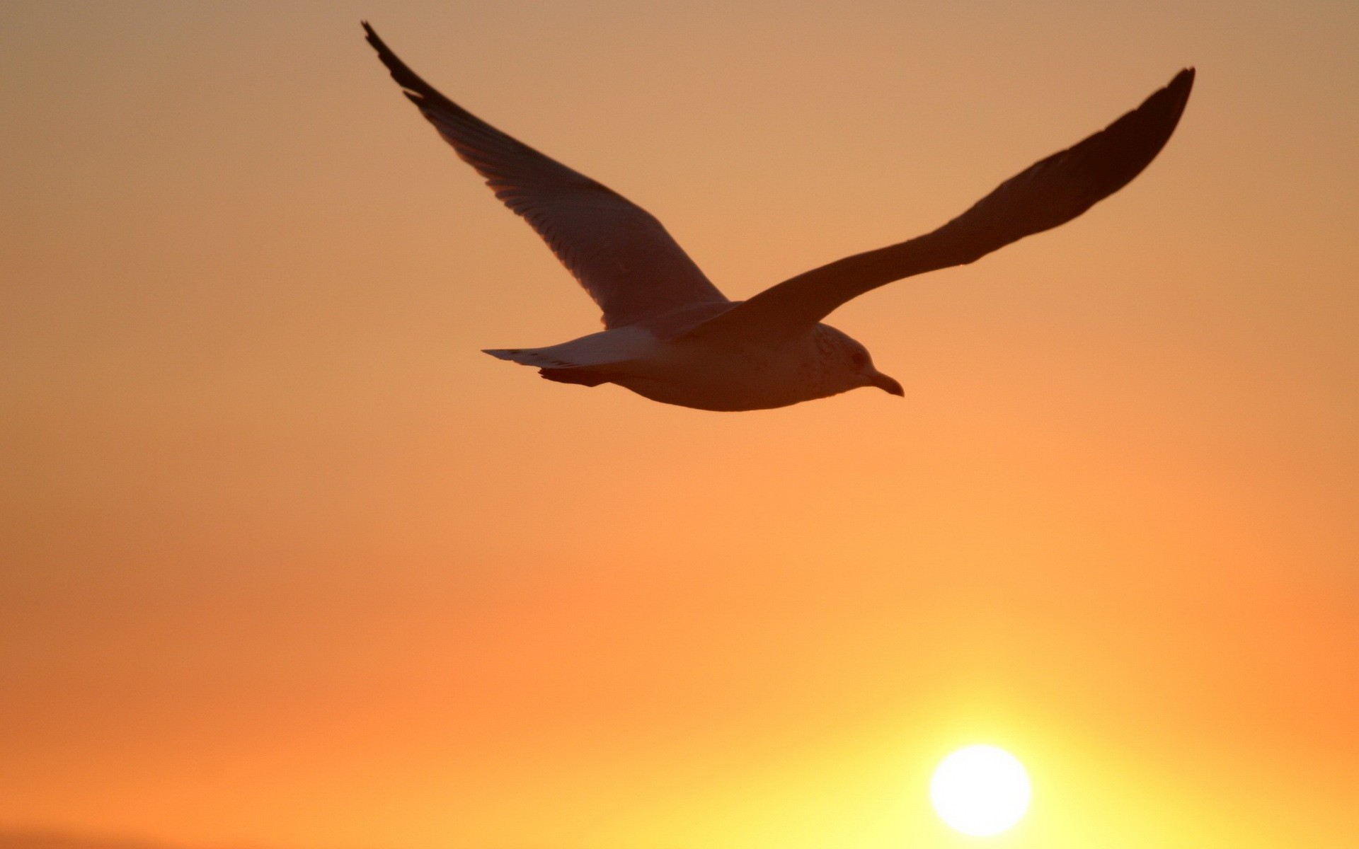 mouette soleil oiseau