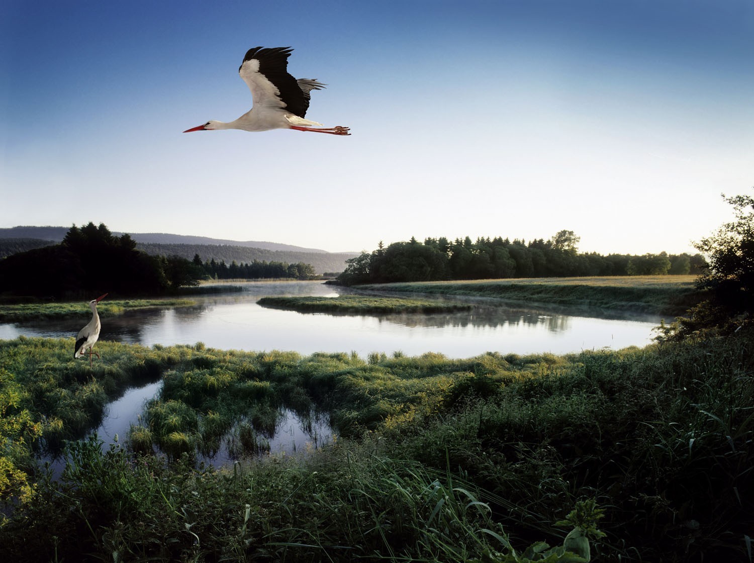 étang oiseau cigogne lac