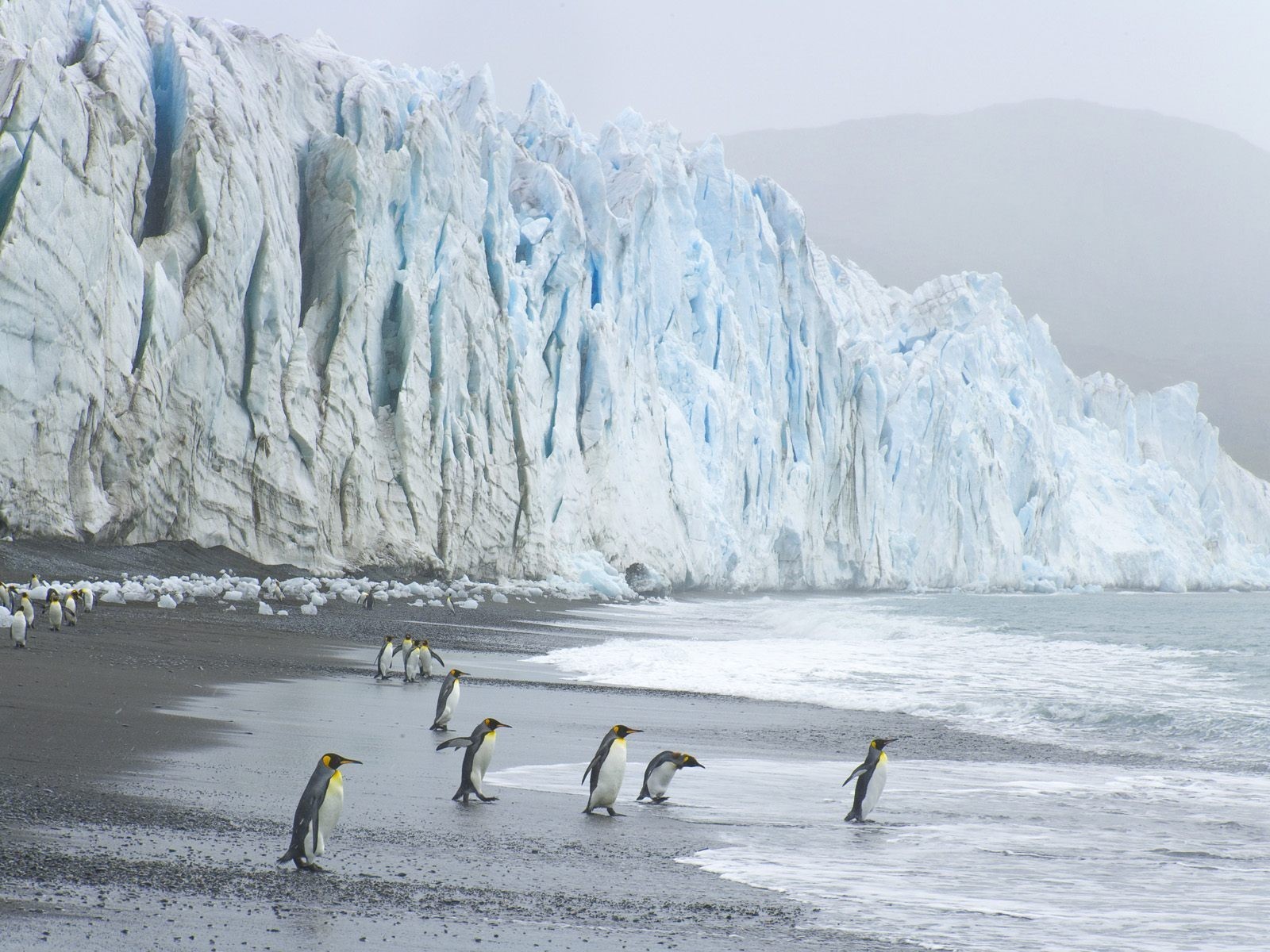 pingüinos glaciar olas