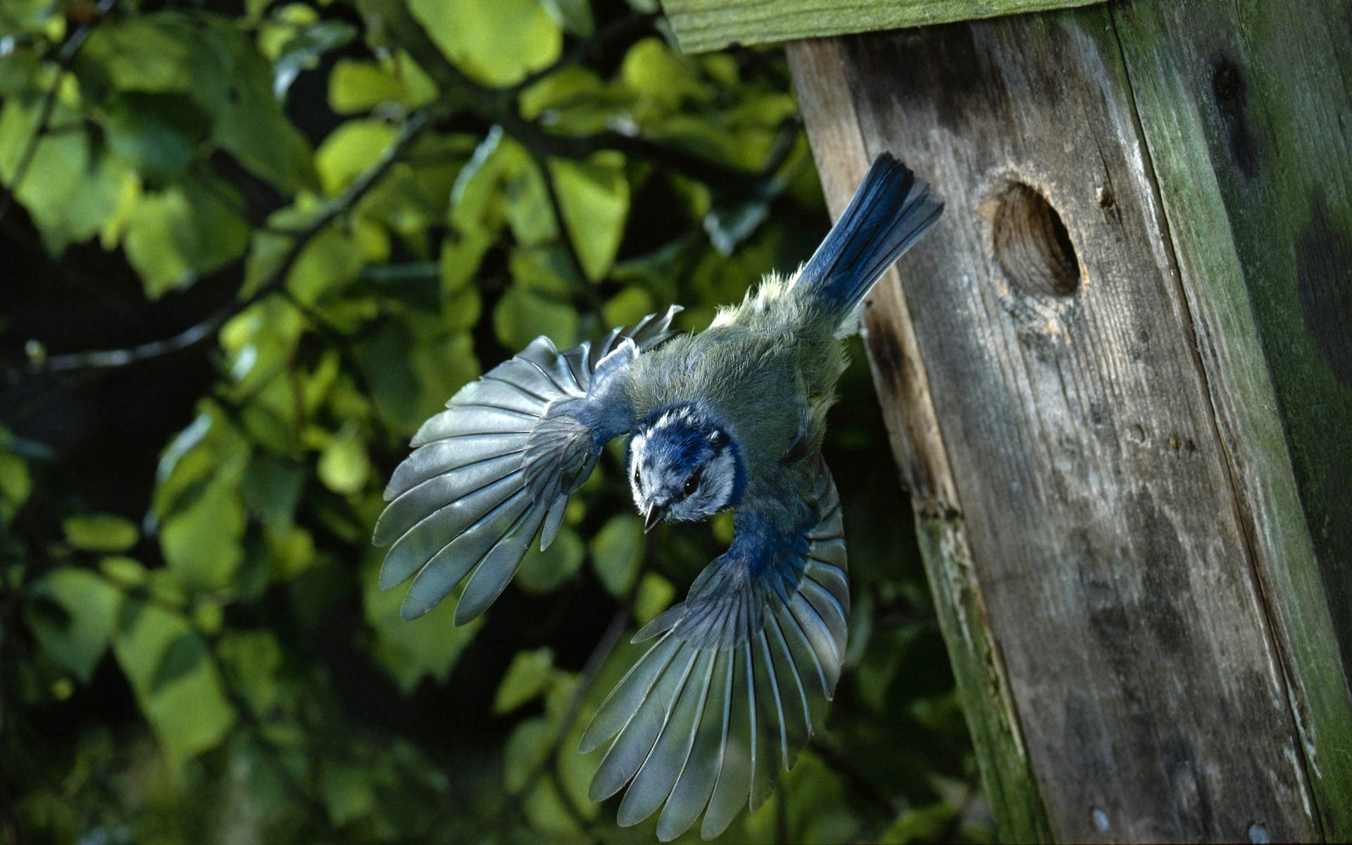 bird house flight