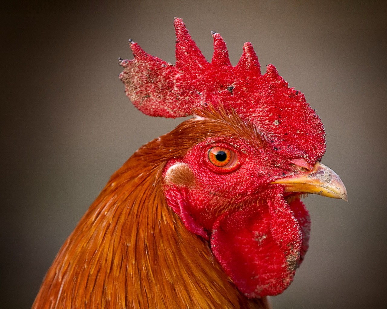 gallo capesante occhio becco uccello