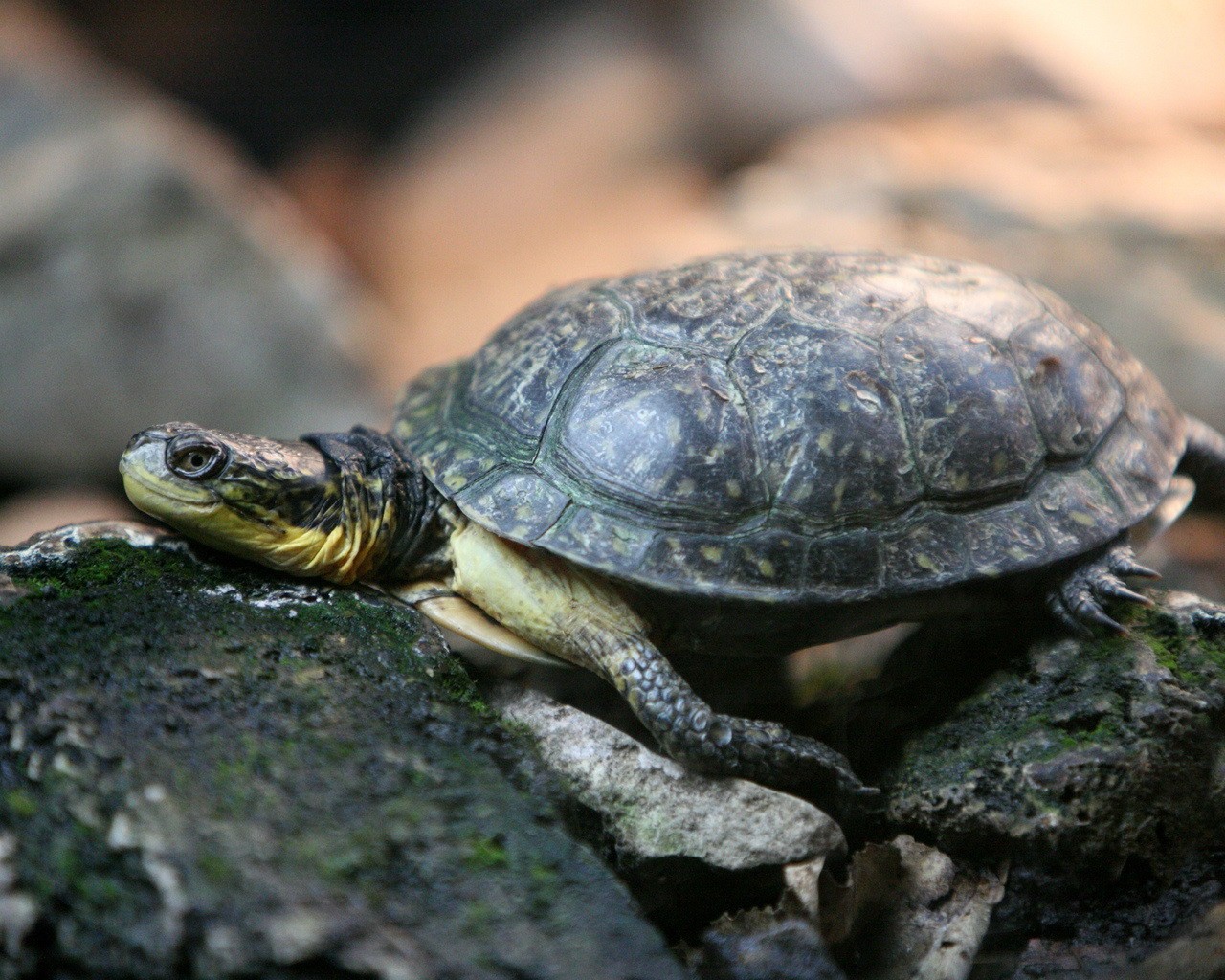 tortue pierres