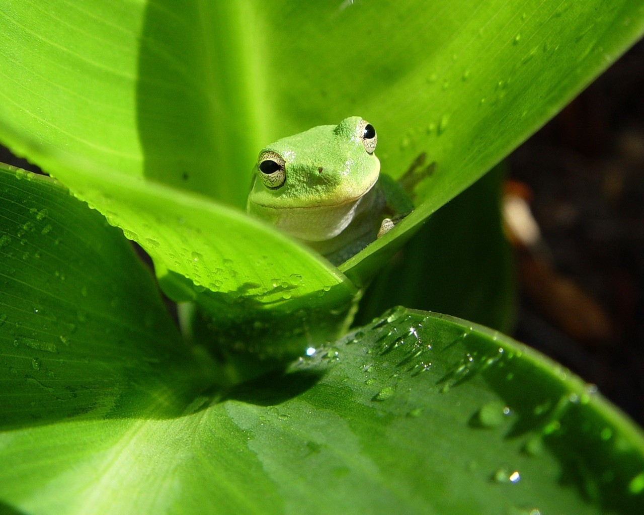 blätter grün frosch