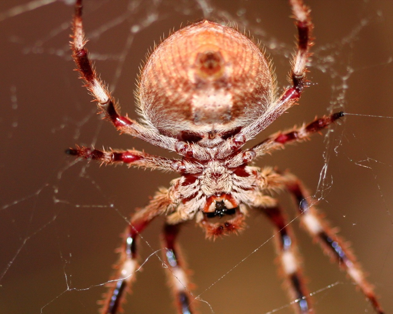 araña telaraña pelos