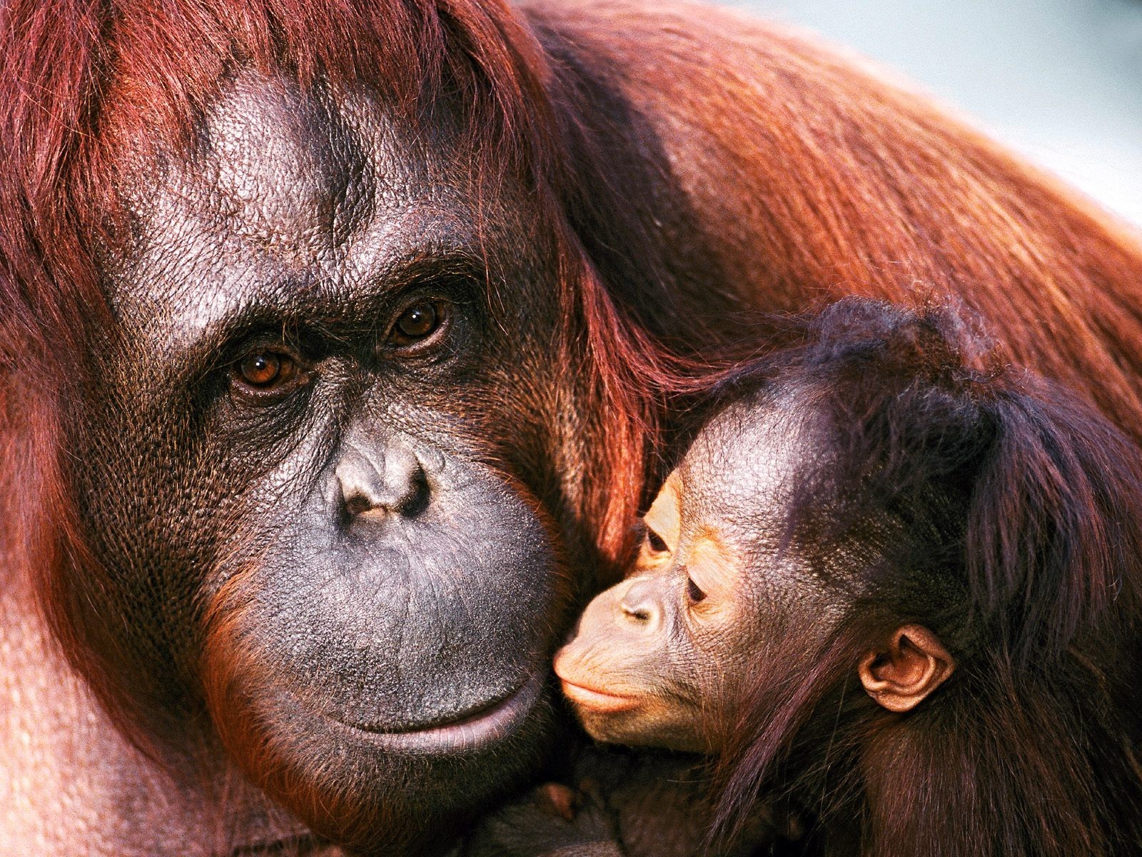 sumatra orangutan femmina cucciolo