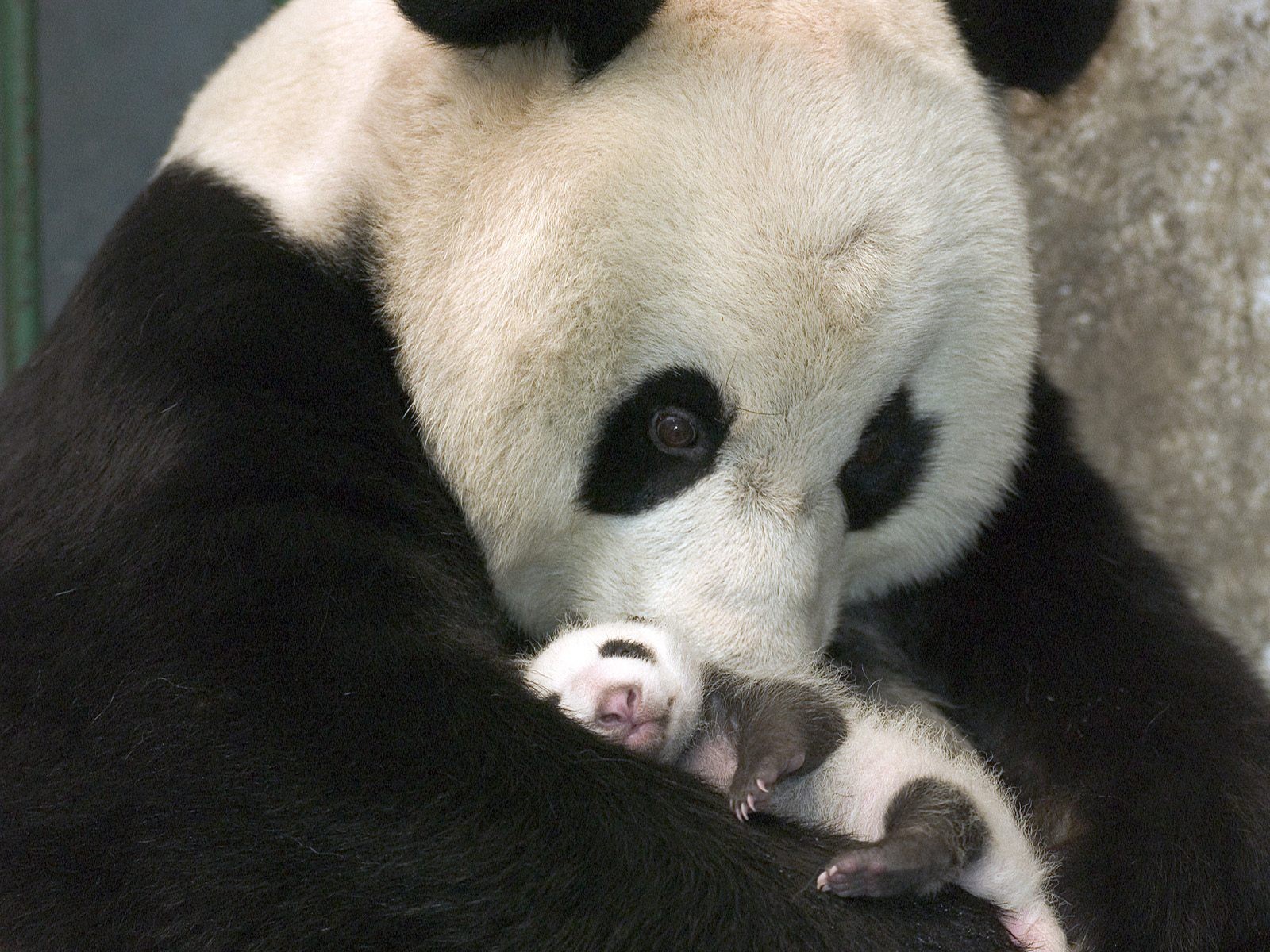 panda ours noir et blanc