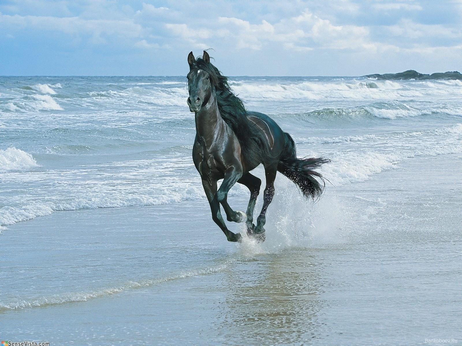 vagues mer cheval