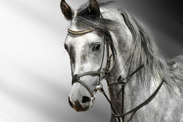 Horse s head in gray tones