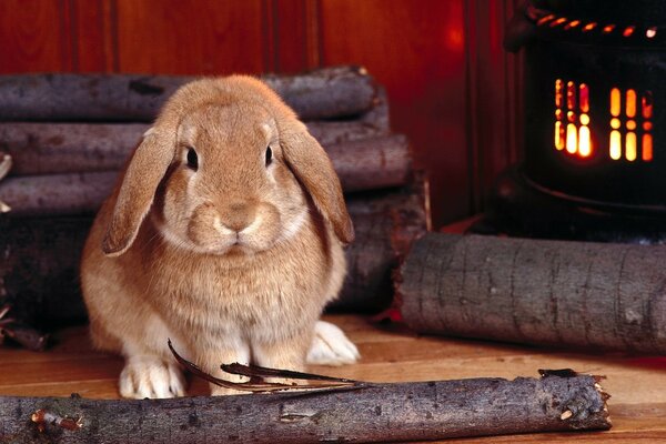 Lapin à oreilles près du poêle avec des bûches