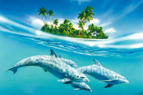 Delfini nell acqua Vicino all Isola