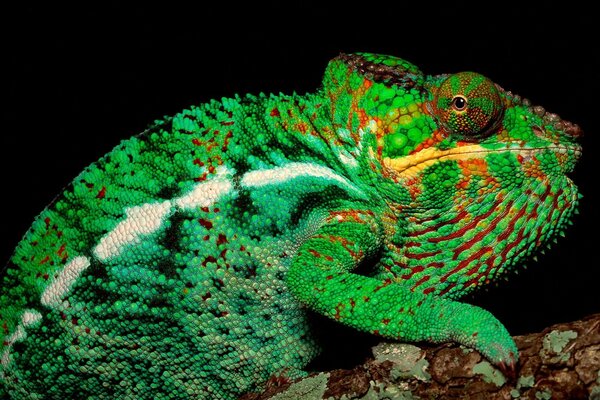 Camaleón verde en una rama de árbol