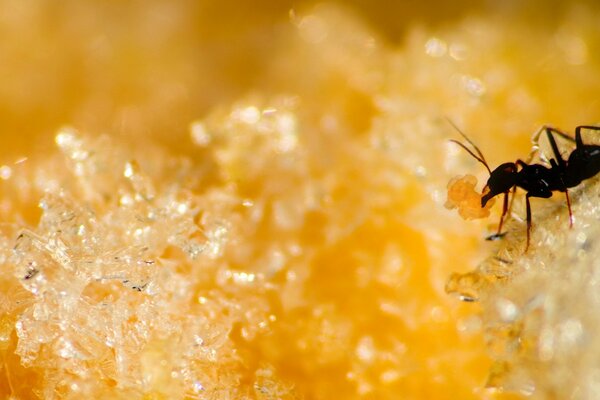 Black ant on yellow sugar