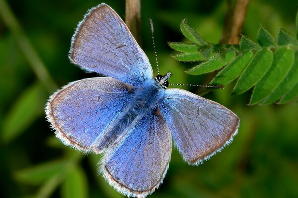 Farfalla blu tra le foglie verdi