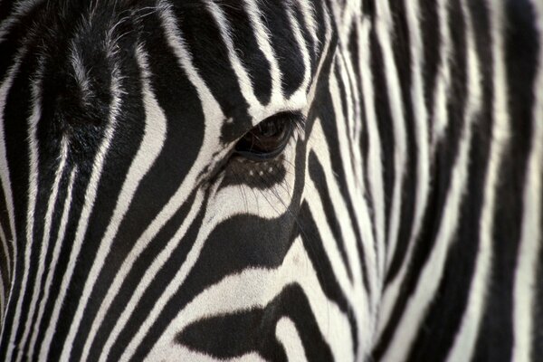 Zebra head close-up