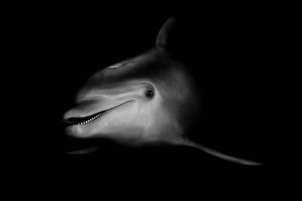 Fotografía en blanco y negro de un delfín