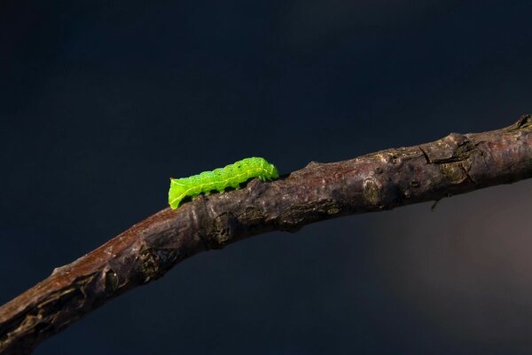 Oruga verde en una rama de árbol