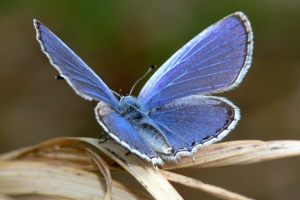 Mariposa azul en una hoja seca