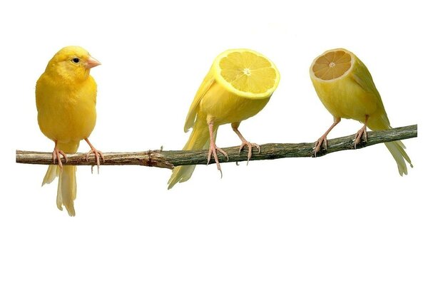 Headless canaries are surprised by the usual