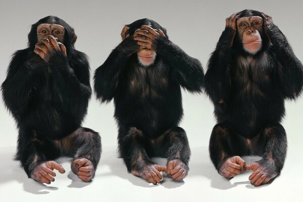 Drei lustige Makaken sehen, hören oder sagen nicht