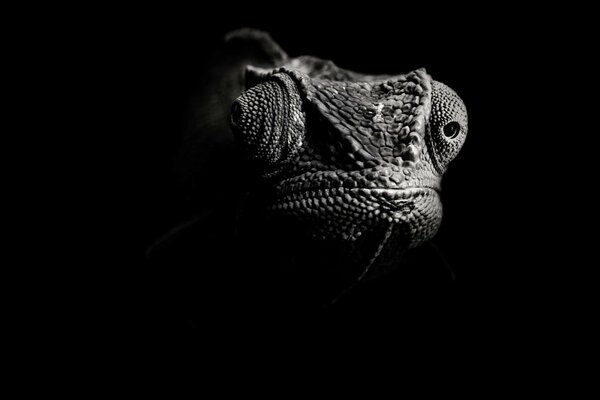 Photo en noir et blanc d un caméléon