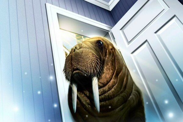 Walrus with tusks in the open door