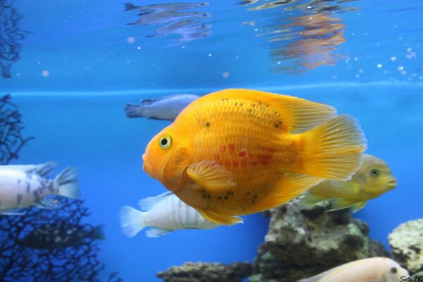 Bright parrot fish among friends in the aquarium