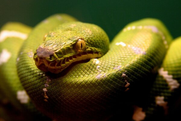 The green python curled up into rings