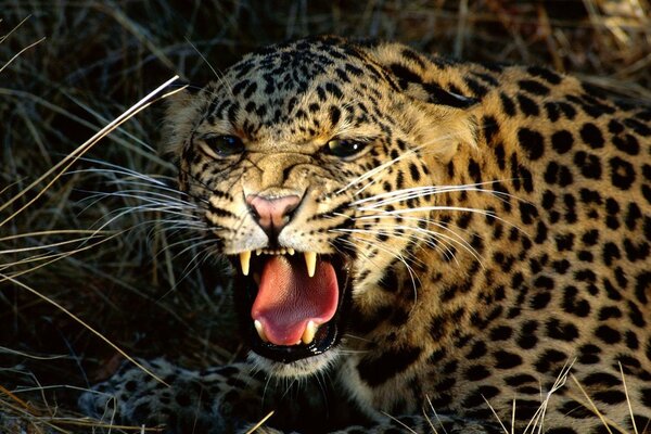 Sorriso di leopardo tra i rami secchi